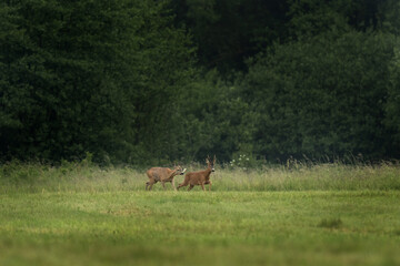 A young roe deer  is standing in a field. Deer is looking directly at the camera. Roe deer during rut. 