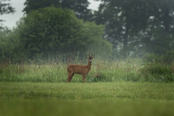 A young roe deer  is standing in a field. Deer is looking directly at the camera. Roe deer during rut. 