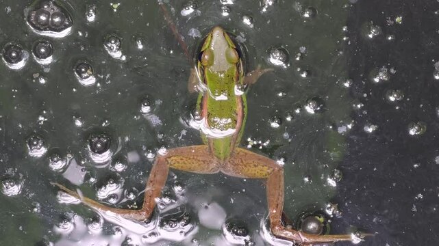 A frog is sleeping in a pond.