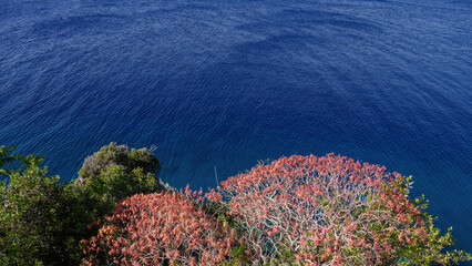 Scenic view of red coral trees overlooking the deep blue Tyrrhenian Sea in Scilla, a charming...