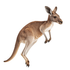 Side view of a kangaroo mid-hop with extended limbs and muscular tail, isolated on a white solid background, ideal for wildlife visuals, Australian fauna concepts, and educational illustrations