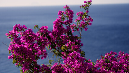 Close up of bougainvillea flowers with the Ionian Sea in the background, in Scilla, Calabria,...