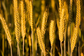 Close-up of golden wheat ears in a sunlit field. Yellow spikes on a green blurred background....