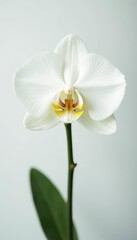 Naklejka premium Single white orchid, delicate petals, bright white backdrop, elegant, illustration