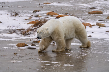 Close up polar bear walking on Ice on the frozen tundra of Churchill Canada