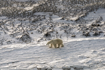 Aerial shot of Polar bear walking in the snow waiting for the ice to freeze, Churchill Canada