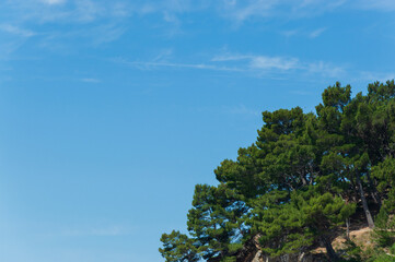 Tree and blue sky, the top of a tree against a blue sky on a sunny day, isolated with space for text, closeup