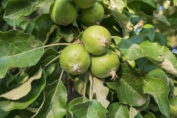 Close-up of unripe green apples growing on tree branches in summer garden in soft sunlight