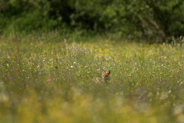 A red fox is walking through the meadow. It is a common European predator during the day. This is wildlife in the protected area of Polana. © prochym
