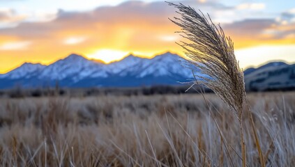 Golden sunset over snow-capped mountains, with tall grass in the foreground