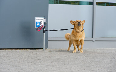 A dog is leashed at a dog park at a shop, which is marked with a German sign