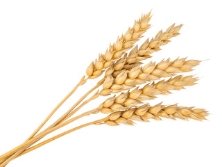 spikelets of wheat isolate on white background. Selection focus. food.
