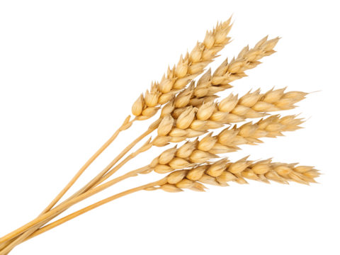 spikelets of wheat isolate on white background. Selection focus. food.
