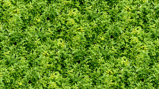 Closeup view of a dense floral background.