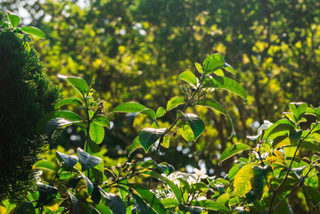 Leaves #03