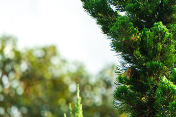 Trees #03