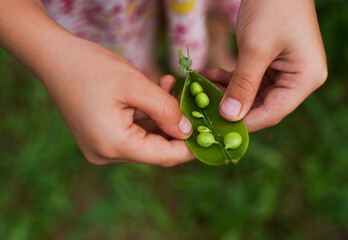 a pea pod in children's palms