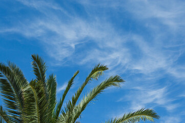 Tree and blue sky, the top of a tree against a blue sky on a sunny day, isolated with space for...