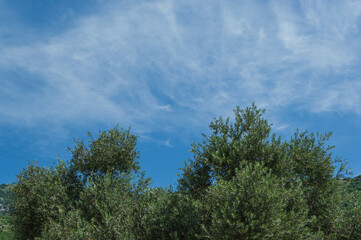 Tree and blue sky, the top of a tree against a blue sky on a sunny day, isolated with space for text, closeup