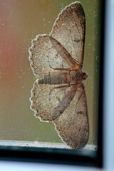 the moth seeks shelter in the corner of the window