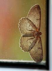 the moth seeks shelter in the corner of the window