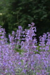 Purple flowers in close-up. Floral background of red flowers. 