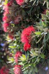 Red Pohutukawa flowers blooming on a tree in New Zealand, showcasing the beauty of this native plant during summer. Point Chevalier Beach, Auckland, New Zealand