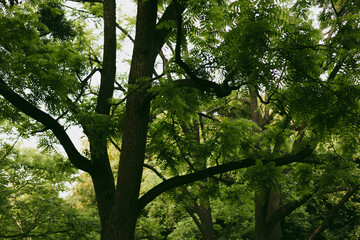 The sun filters through a dense canopy of green leaves, creating a peaceful and natural scene. A lush tree tops, branches and vibrant green leaves.