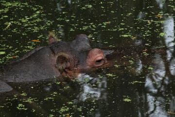 Lucifer the hippopotamus in Homosassa Springs Florida