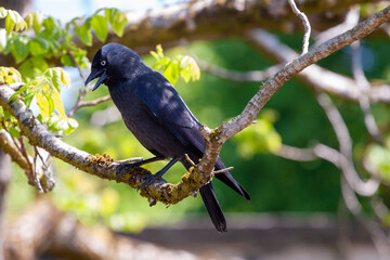 The western jackdaw, Eurasian jackdaw, the European jackdaw, or simply the jackdaw, is a passerine bird in the crow family. Found across Europe, western Asia and western North Africa 