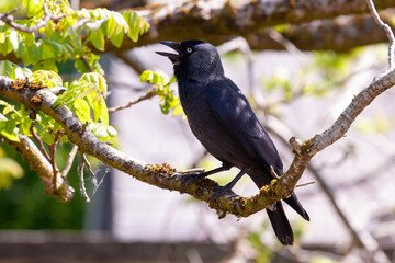 The western jackdaw, Eurasian jackdaw, the European jackdaw, or simply the jackdaw, is a passerine bird in the crow family. Found across Europe, western Asia and western North Africa 