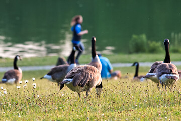 Succulent geese nibble on grass in the park in summer.