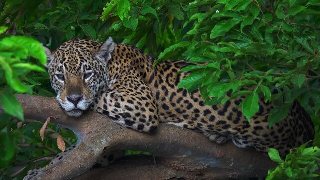 A majestic jaguar, Panthera onca, rests on a tree branch in its natural tropical forest habitat in Pantanal