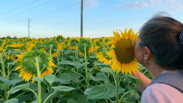 Lady enjoys aroma of blooming sunflower grown with natural fertilizers Close-up: sunflowers are grown with natural fertilizers Concept: organic harvest is possible only with use of natural fertilizers