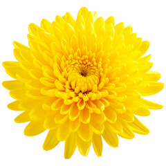 yellow dahlia flower