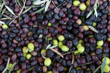 Aceitunas para extracción de aceite de olivo, relleno encuadre