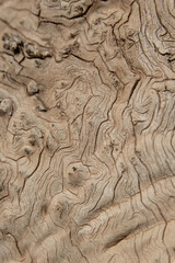 Textura tronco muy añejo de olivo
