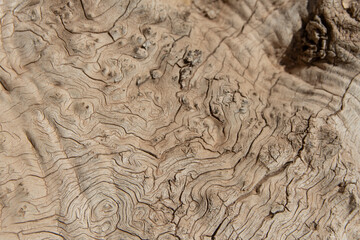 Textura tronco muy añejo de olivo