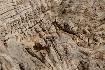 Textura tronco muy añejo de olivo