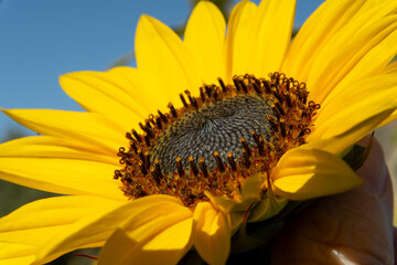 Girasol silvestre, macro, fondo cielo bien intenso