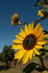 Girasol silvestre, macro, fondo cielo bien intenso, vertical