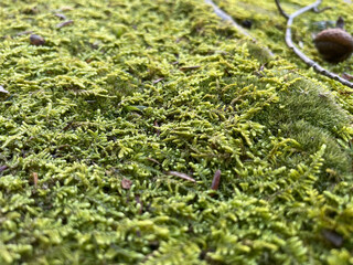 close up of green moss