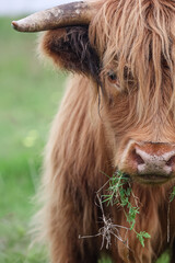 Brown Scottish Highland Cow snacking on grass