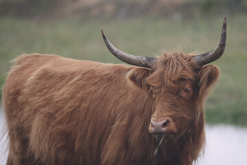 Brown Scottish Highland Cow in a field