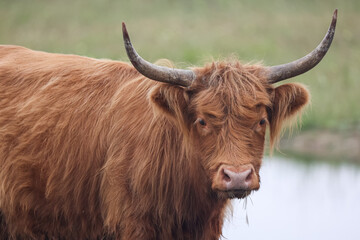 Brown Scottish Highland Cow in a field