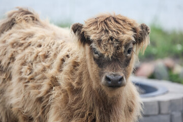 Baby Scottish Highland Cow