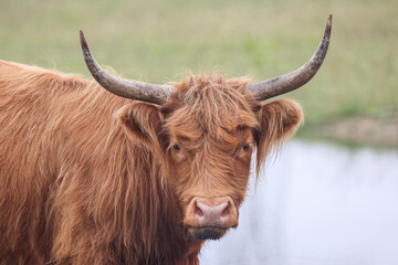 Scottish Highland Cow in a field near a pond