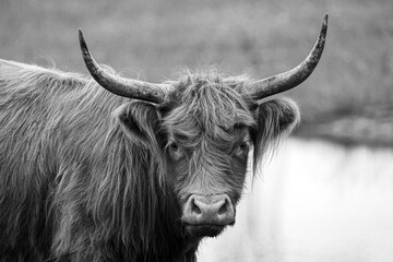 Scottish Highland Cow in a field near a pond