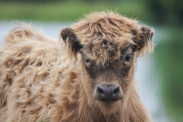 Fototapeta premium Baby Scottish Highland Cow calf in a field near a pond