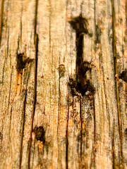 color photograph of a wooden pole